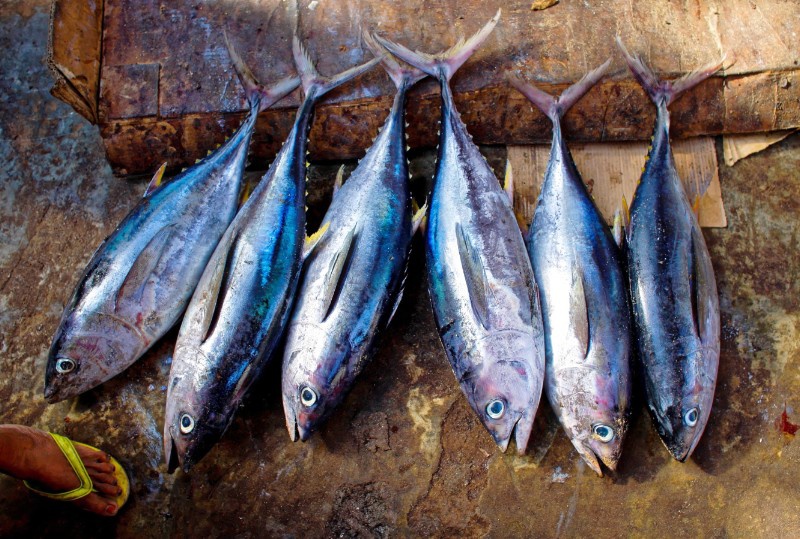 tuna-fish-954073