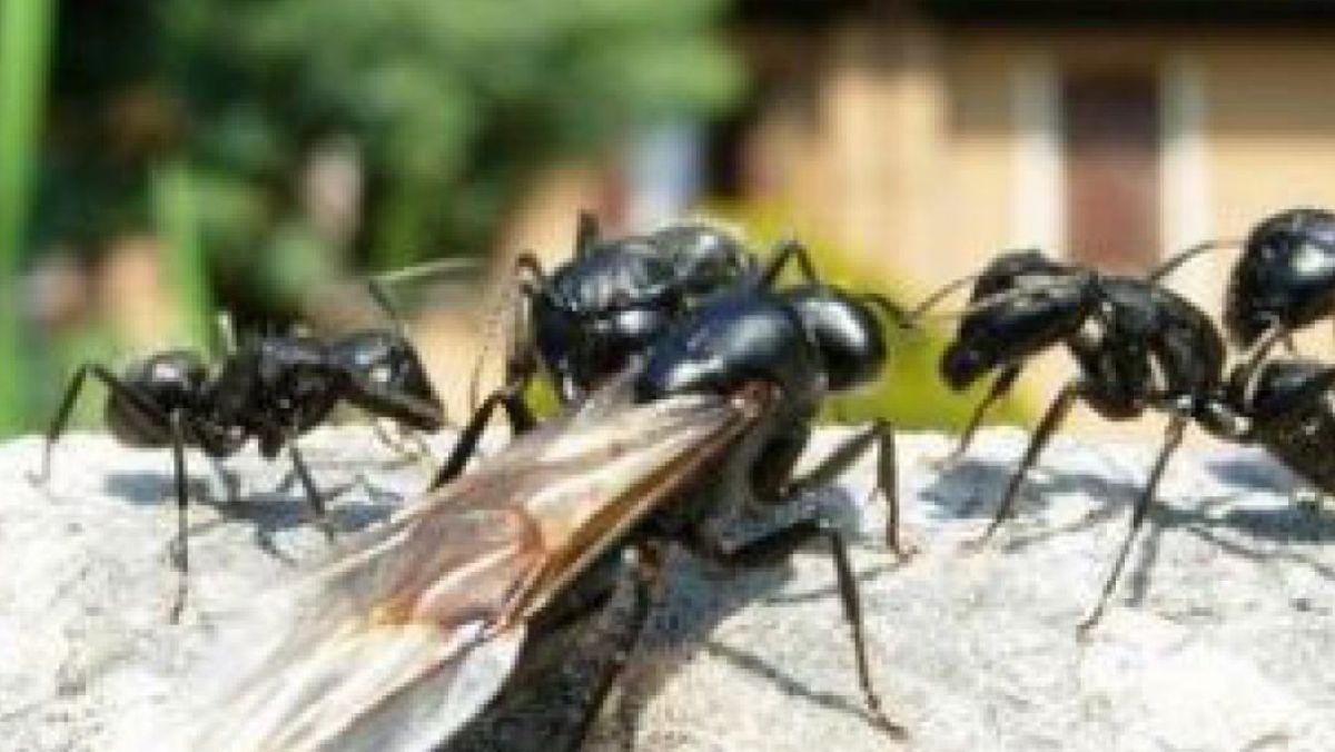 Was Tun Gegen Ameisen In Der Wohnung Lebensart