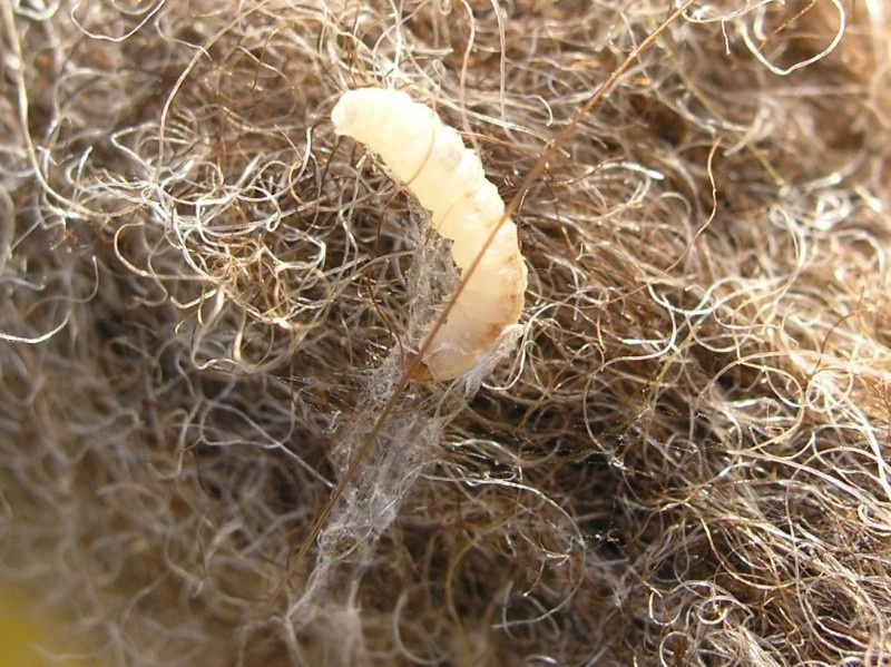 Ein beiger Wurm bildet auf einem Textil ein Gespinst.