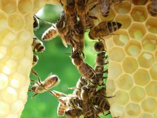 www_bienenschule_at_bienenwabe