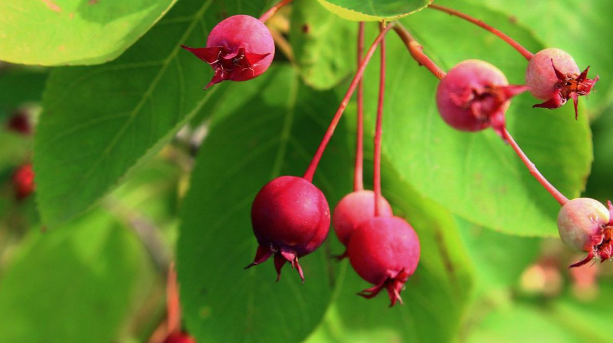 red-2878243_1920