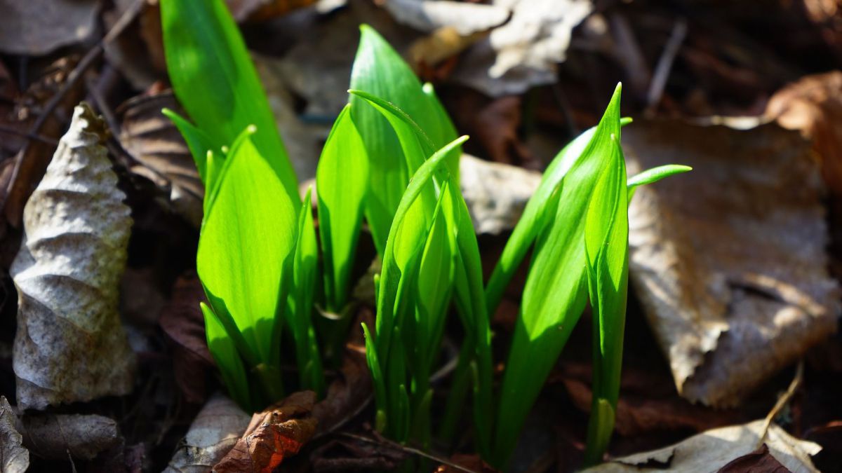 leaves-1025069_1920
