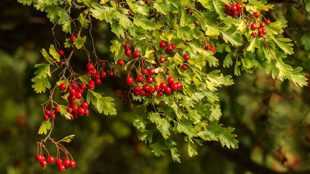 pixabay_weissdorfn-tree-3637383_1920