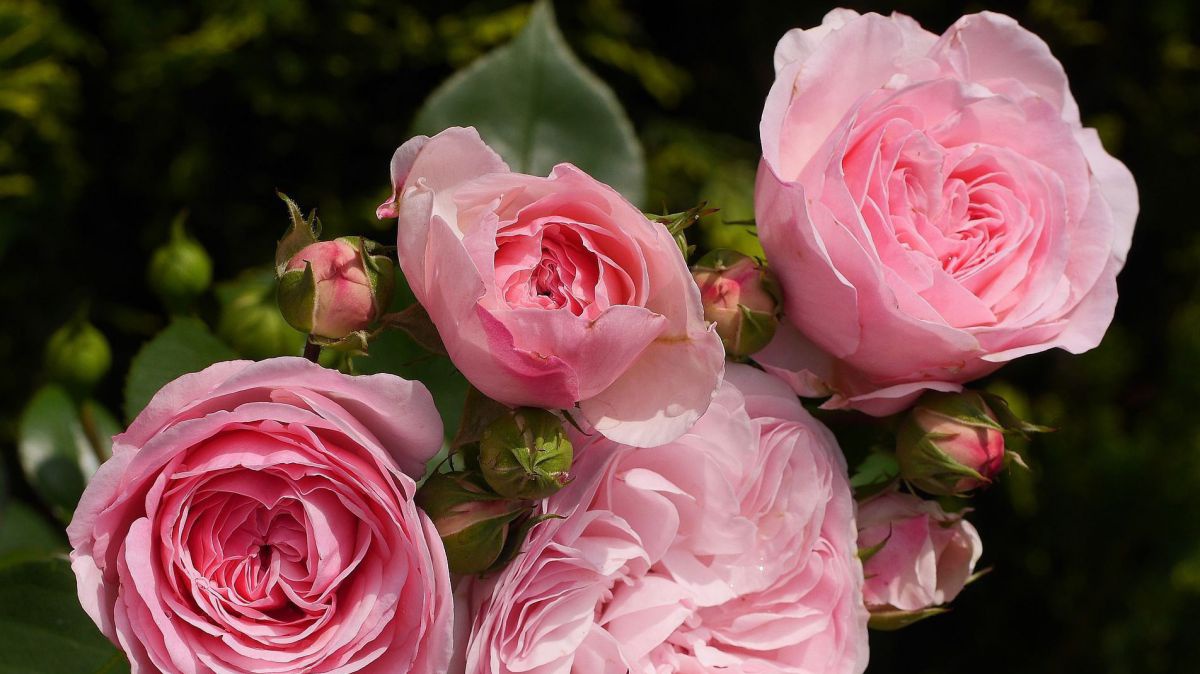shrub-rose-1598114_1920