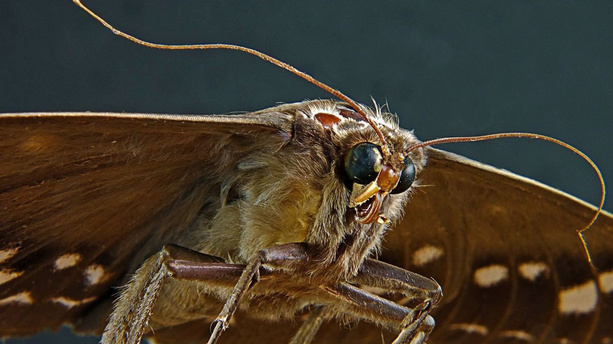 moth-173624_1920