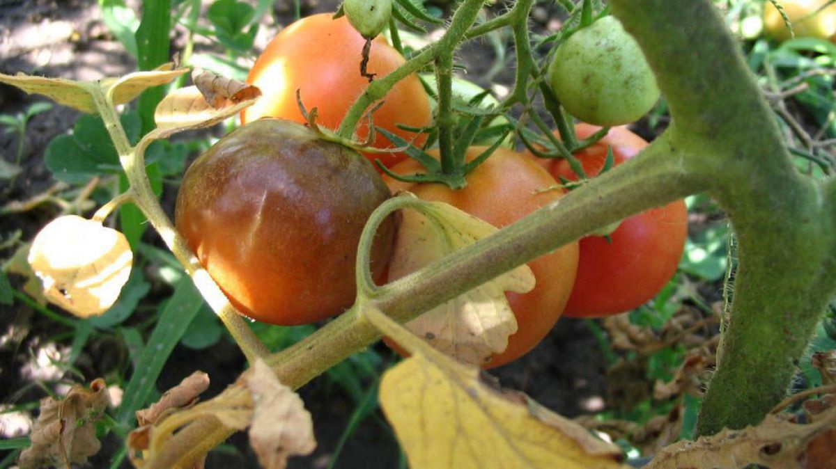 magnus-manske_wikimedia____braunfaeule_frucht