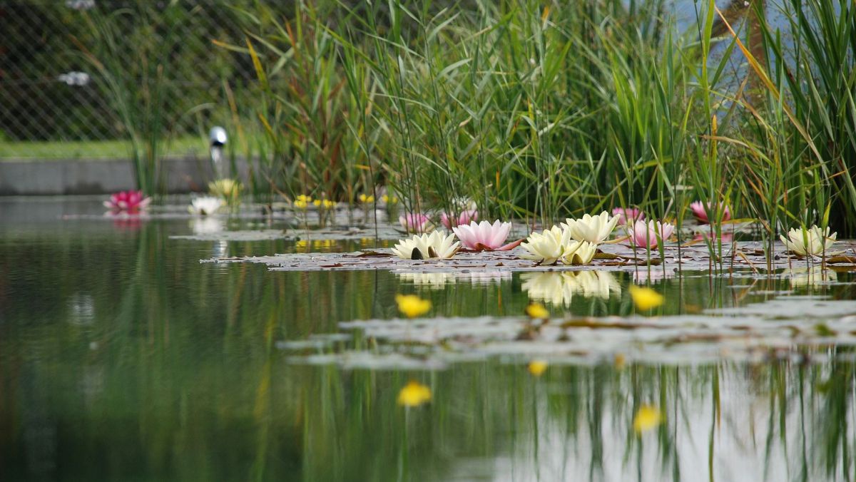 swimming-pond-1529485_1920