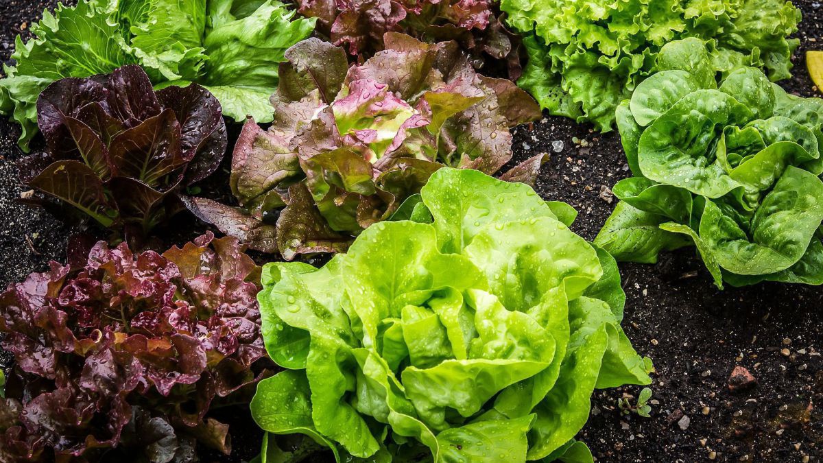 salad-2376777_1920