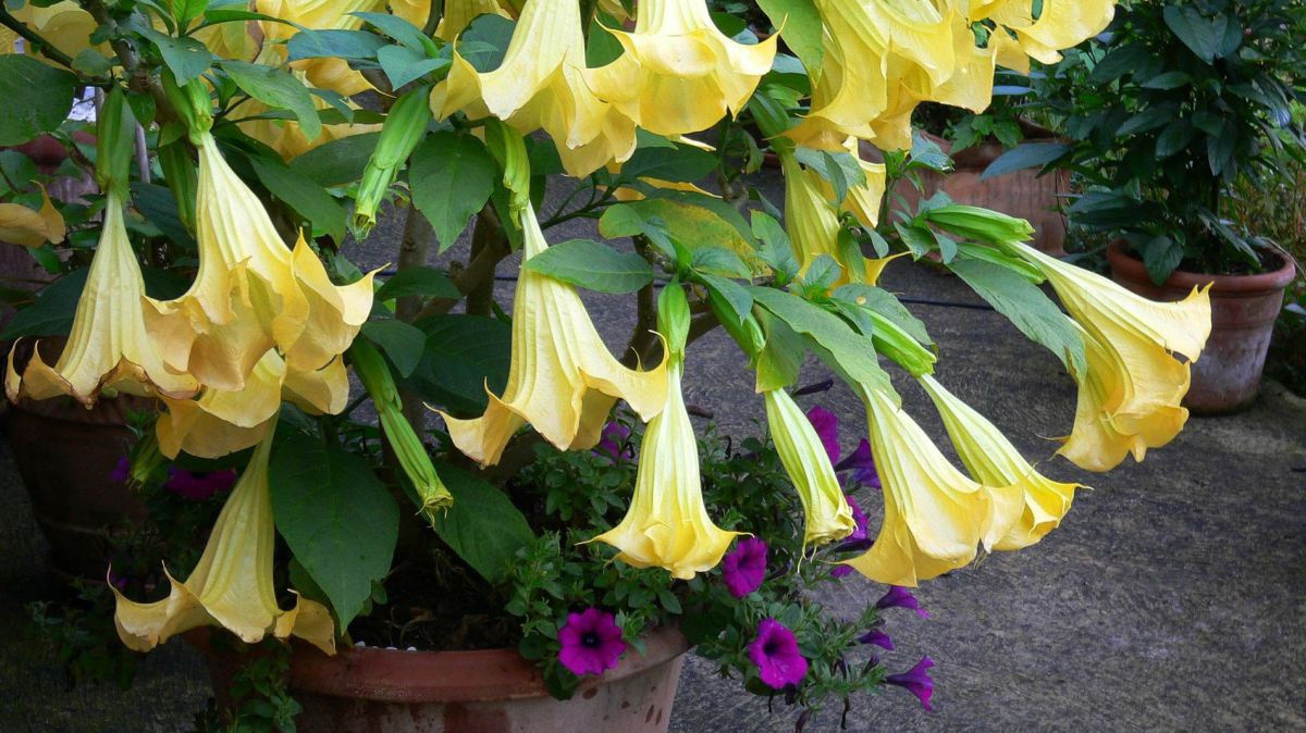 angel-trumpets-1577309_1920