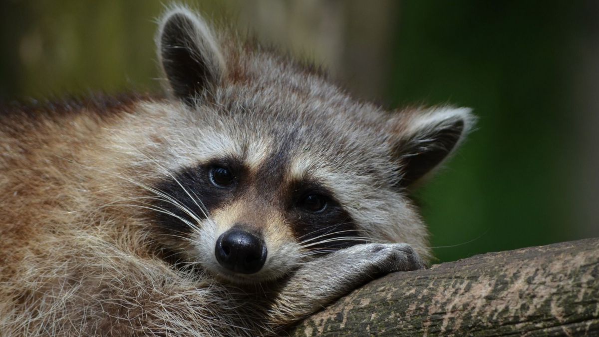 huskyherz_pixabay___raccoon-365366_1920