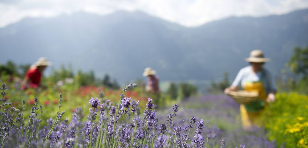 Im Vordergrund blühender Lavendel. Dahinter sind verschwommen pflückende Frauen mit Strohhut und Landschaft zu sehen.