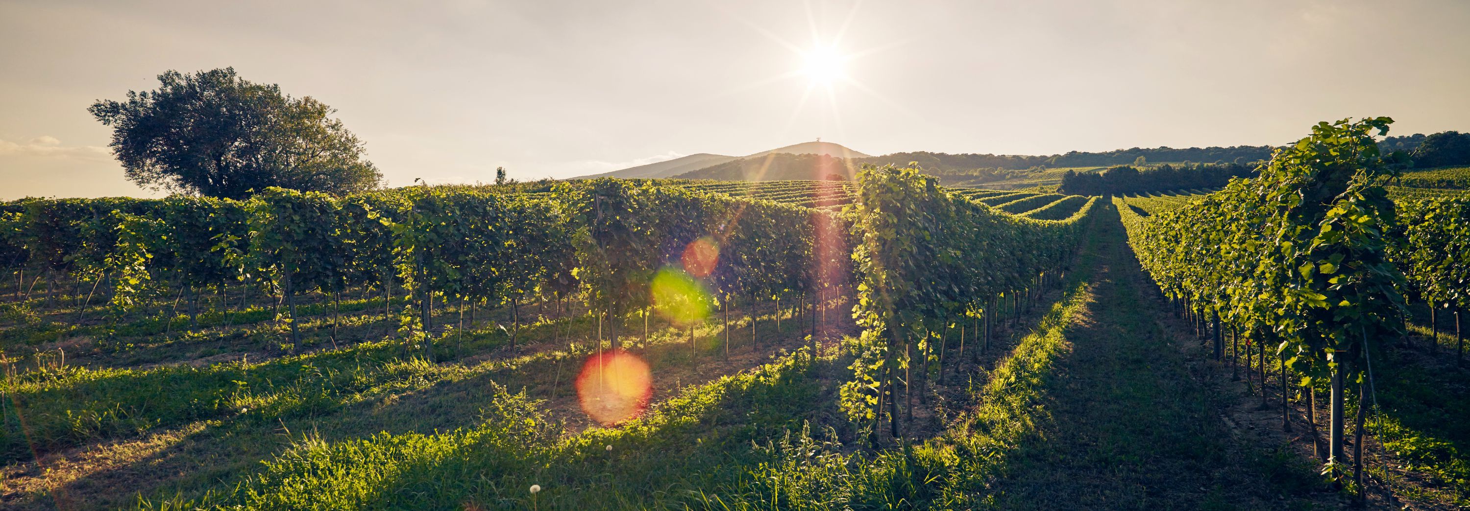 Ein Blick in einen Weingarten zur Abendsonne.