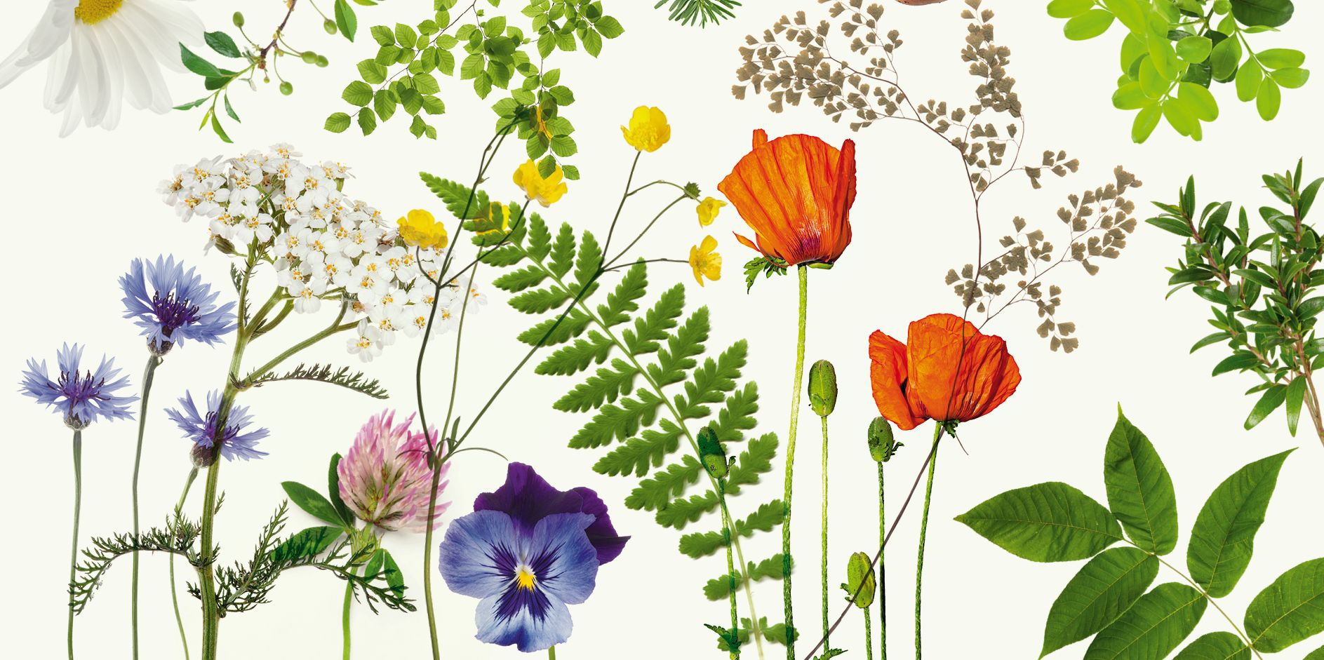 Eine Collage aus Blüten und Blättern, die wie ein Herbarium aussieht.