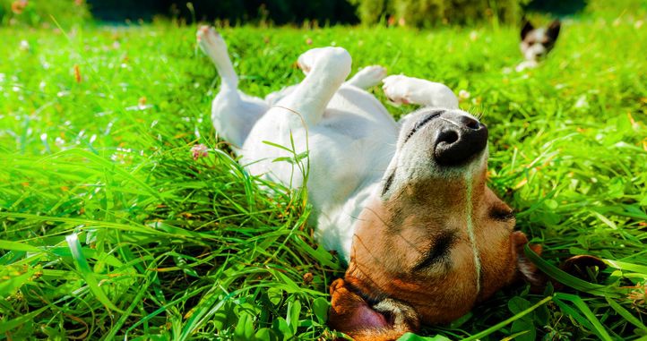Ein Hund liegt auf dem Rücken im Gras.