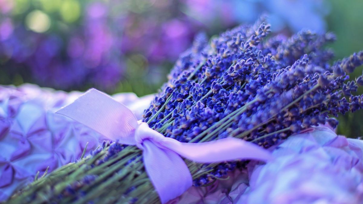 lavender-2482374_1920