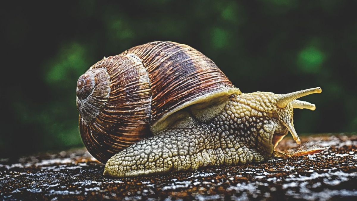 snail-3705324_1920