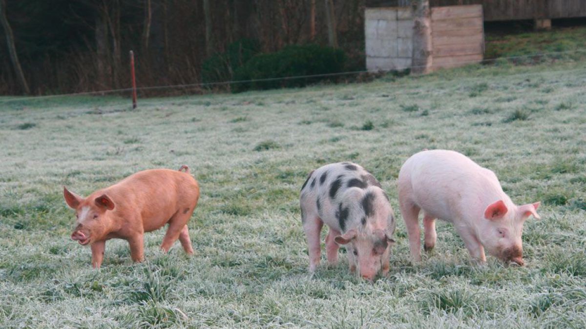 tiere12_stadlmayr