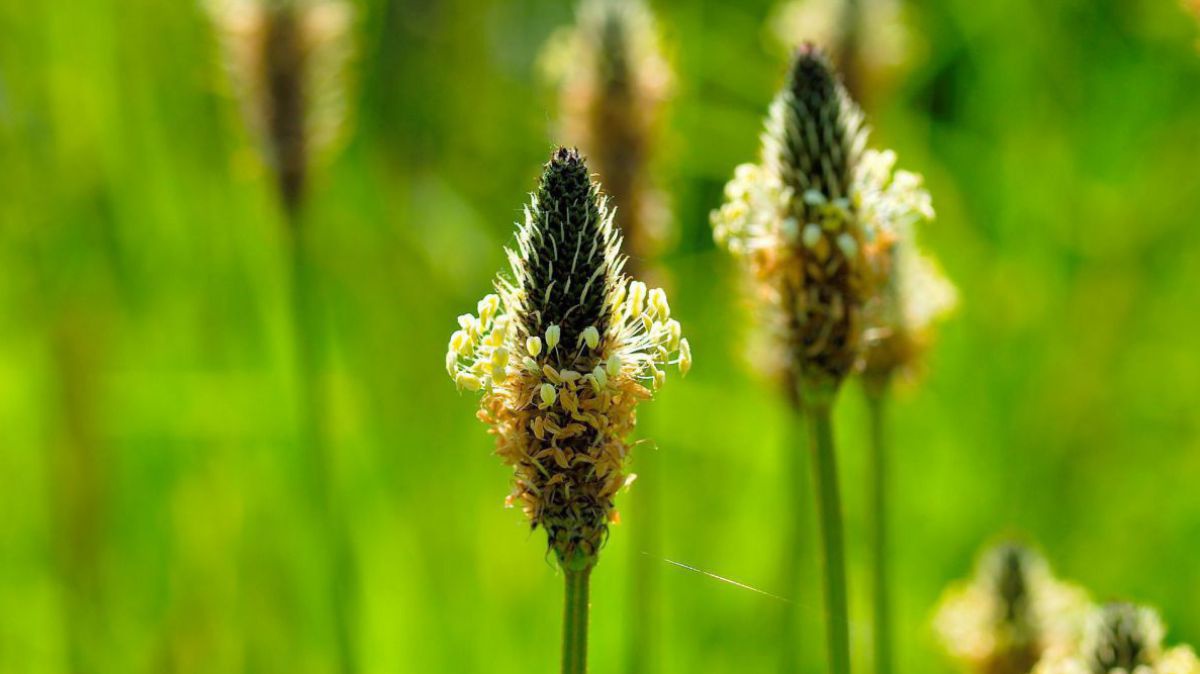 nature-3246364_1920