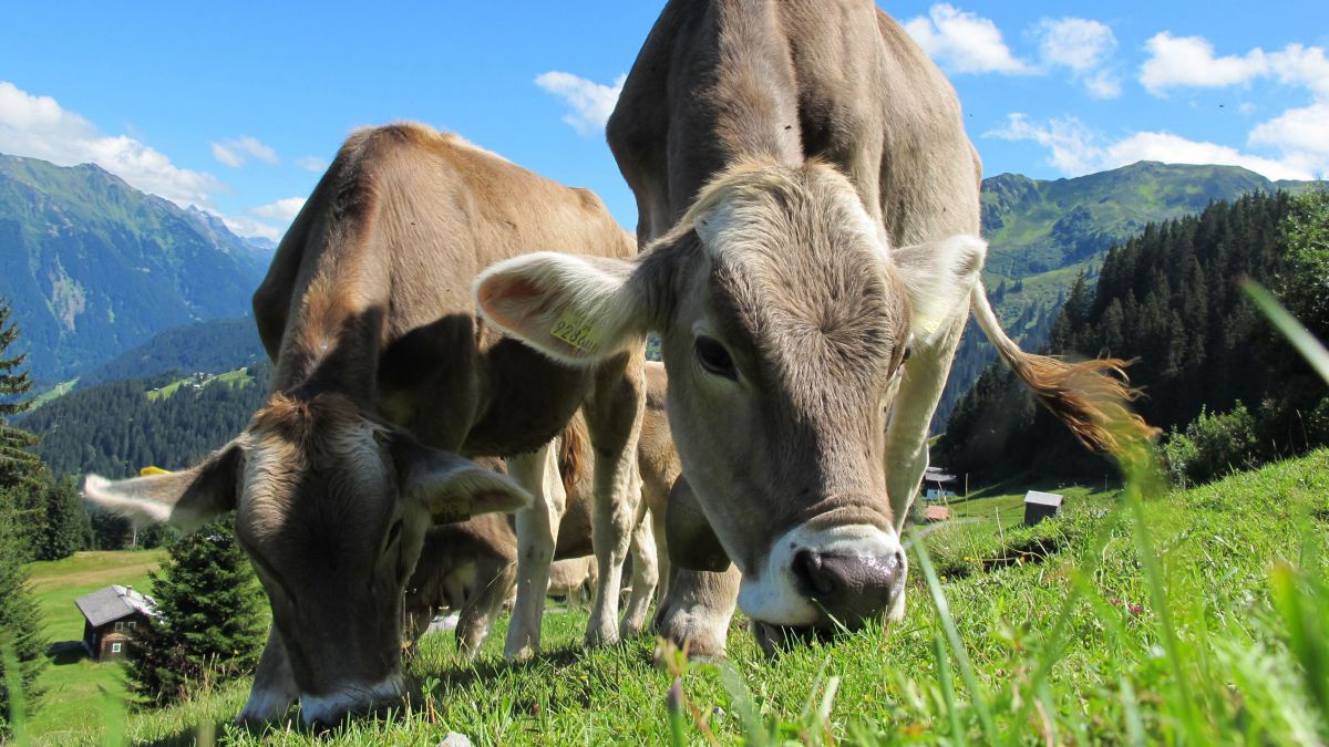 pixabay___cows-203460