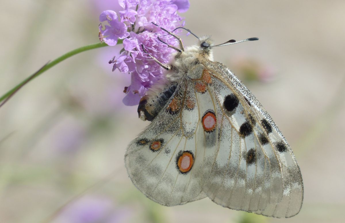 Apollofalter auf lila Blüte.