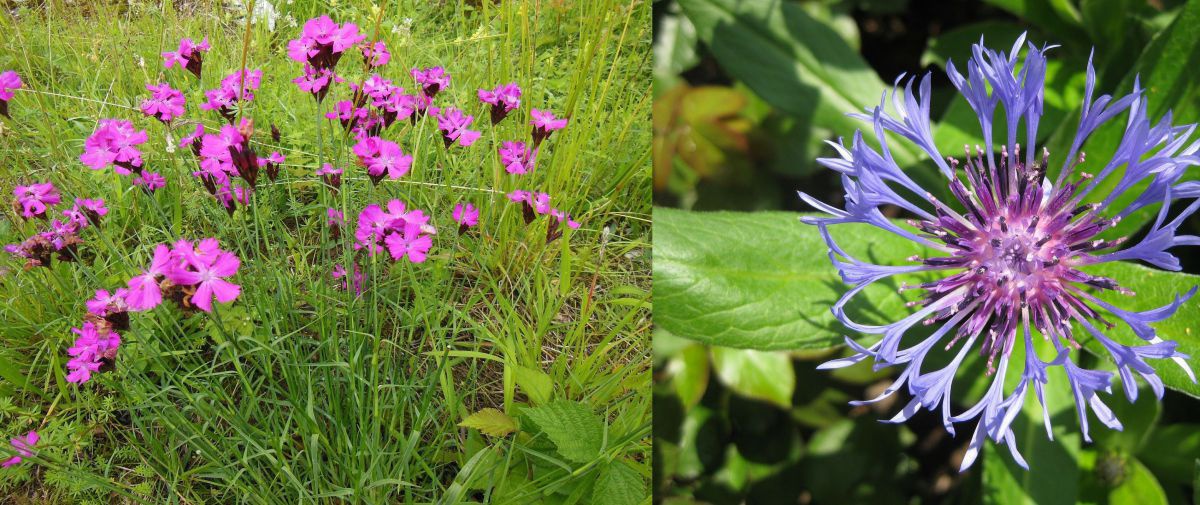 karthaeusernelke_flockenblume
