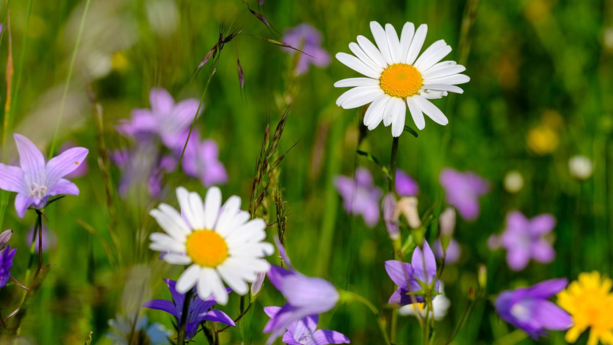 margerite-glockenblumen-3434428