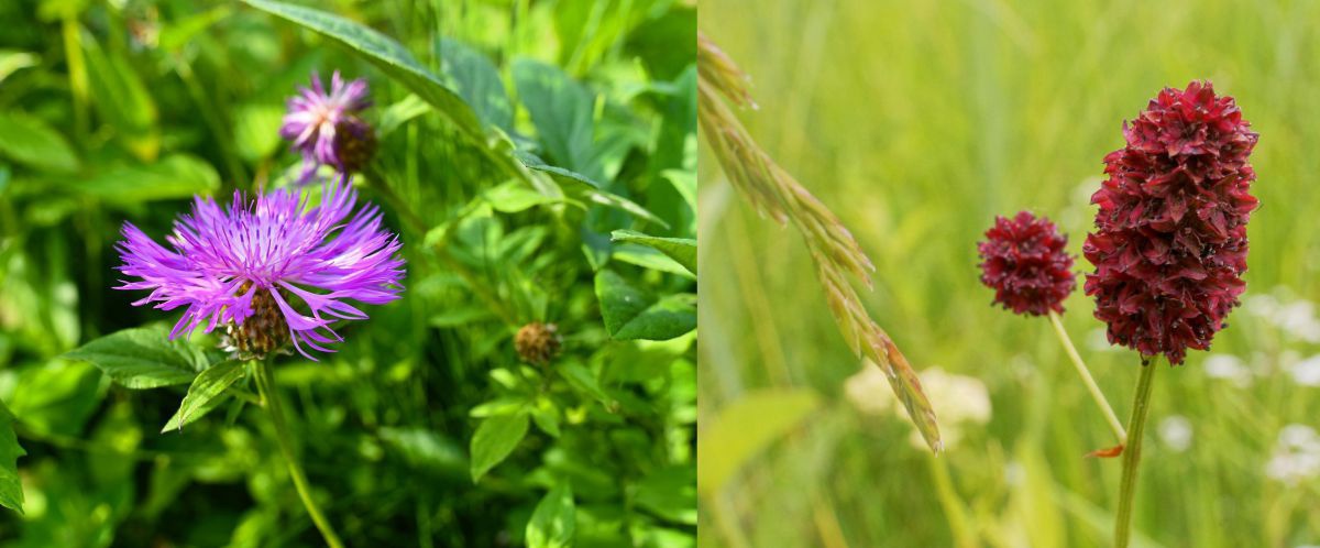 flockenblume_wiesenknopf