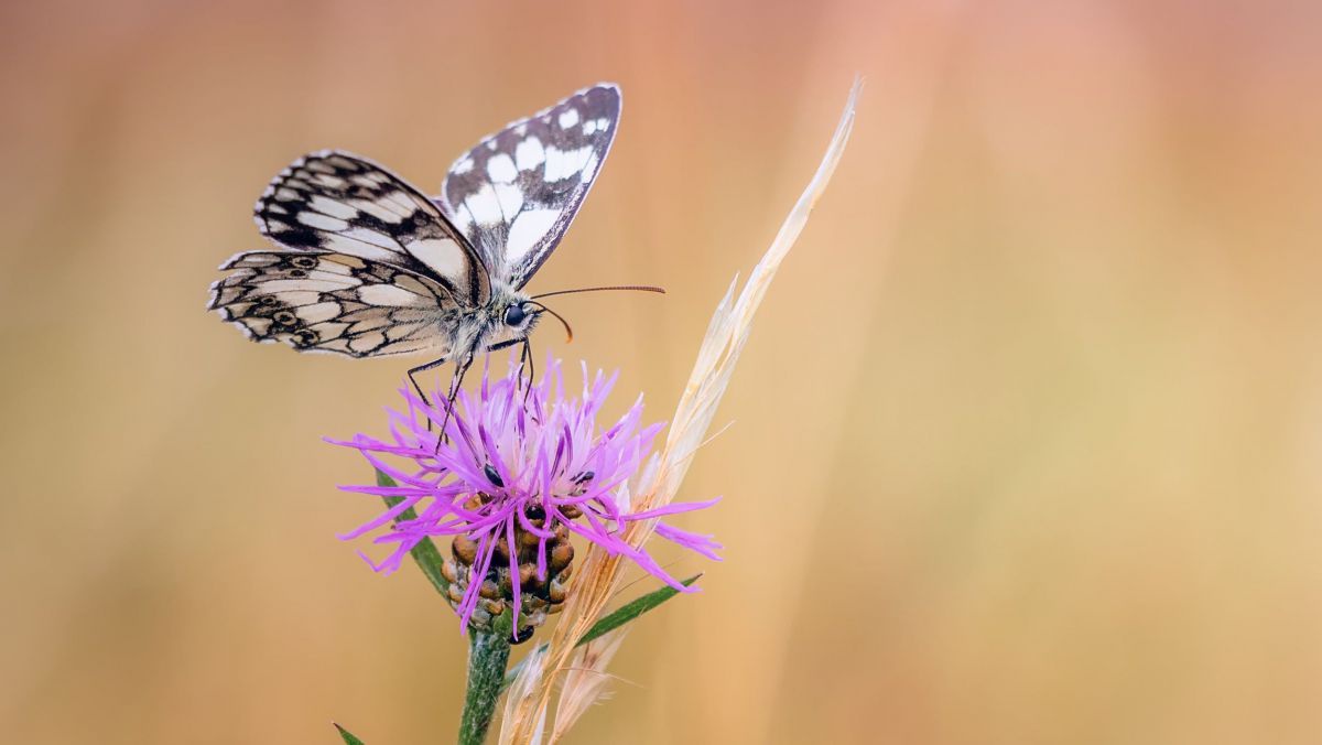 Schmetterling auf Blüte