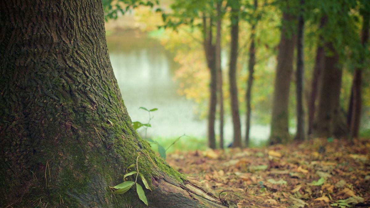 Wald