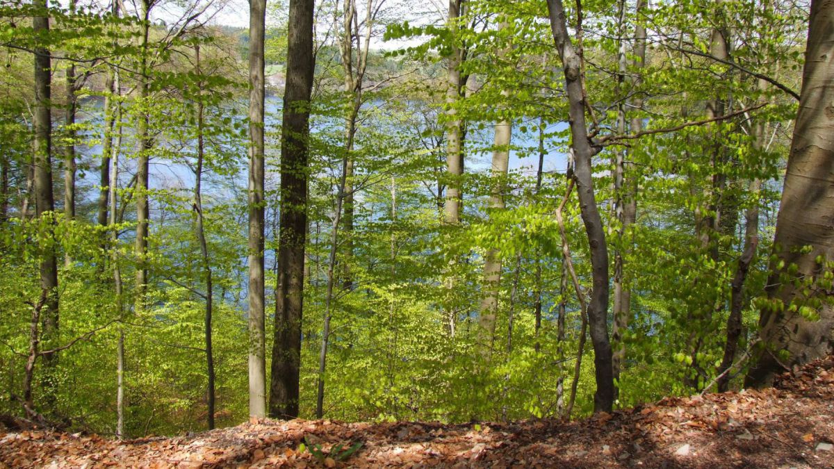 Laubwald