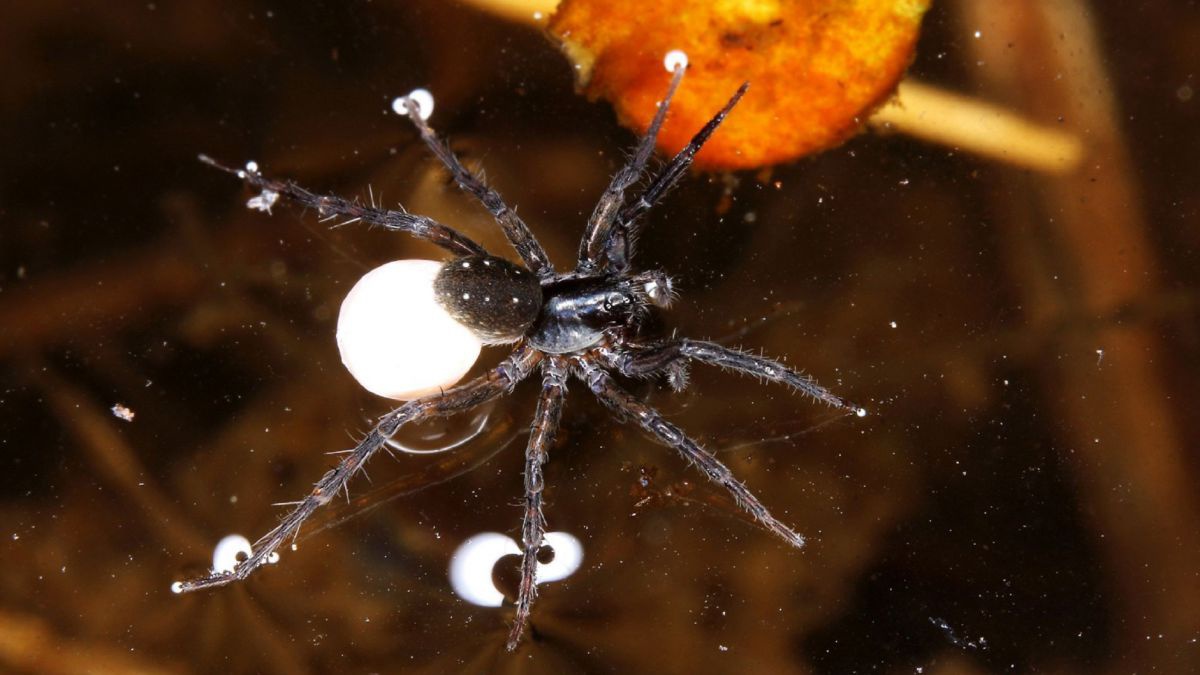 Spinne Piratula Latitans.