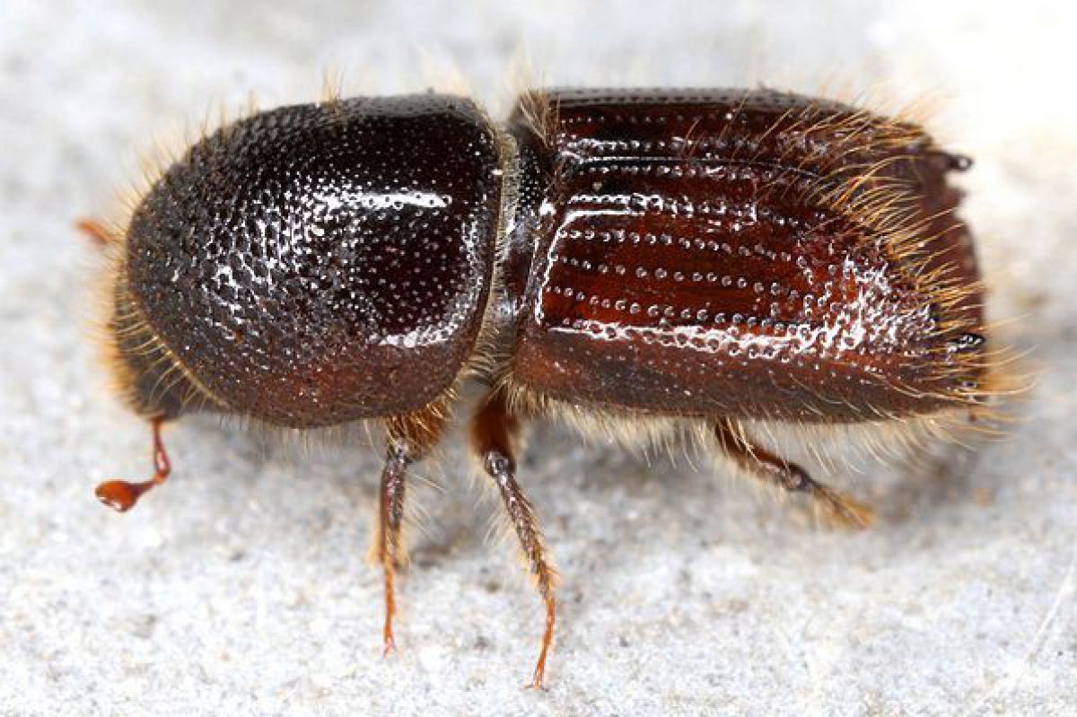 abb3_c_gernot_kunz_inaturalist_org_600
