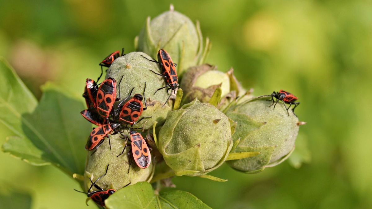 manfred-richter-pixabay_fire-bugs-2783431_1920
