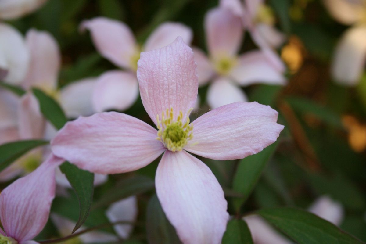 herzog_clematis_img_1115