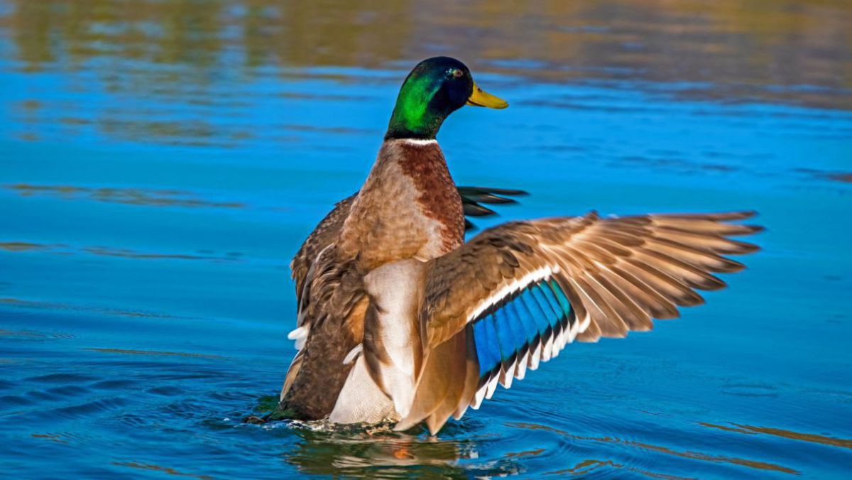 nickype-duck-4077117_1920-pixabay