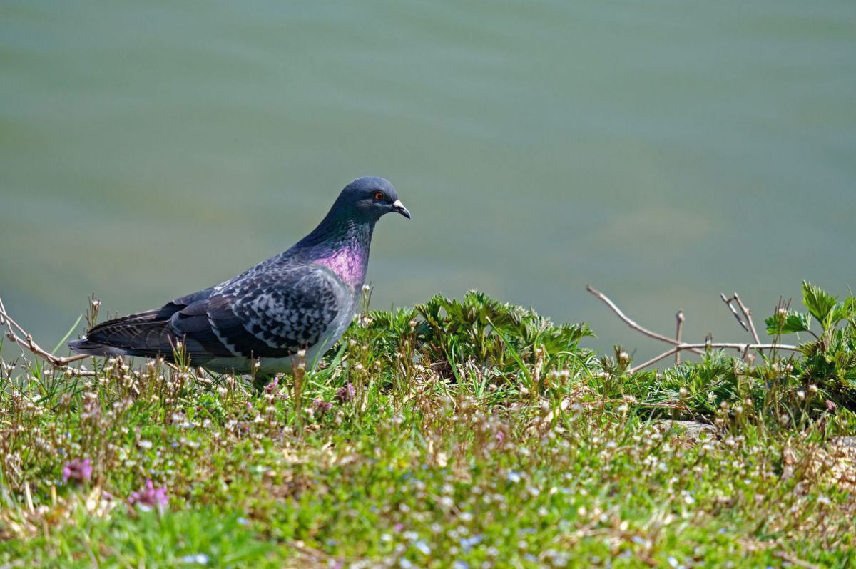 nickype-pixabay-dove-4092777_1920