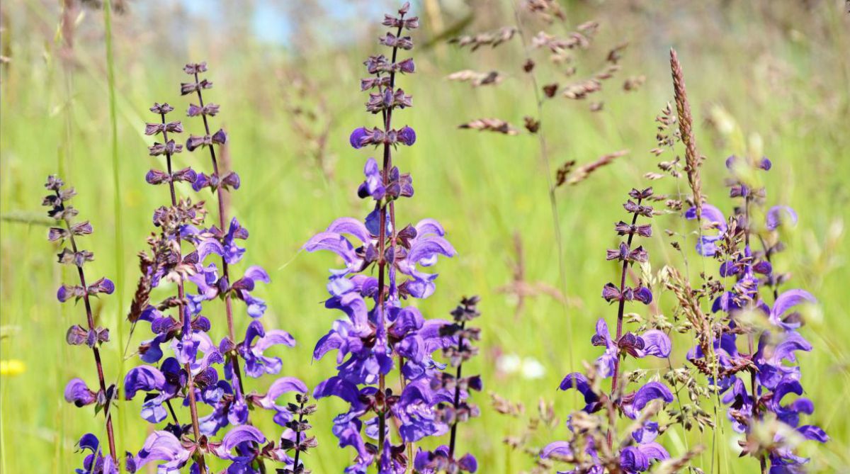 Wilder Salbei in Blüte