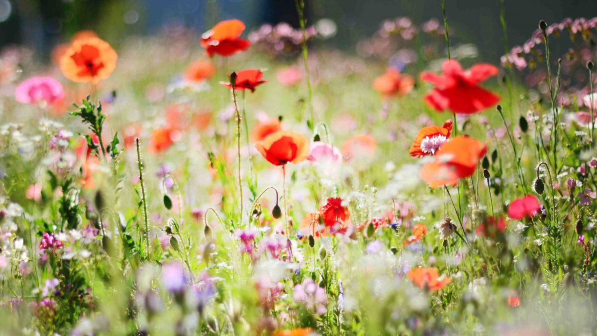 blumenwiese