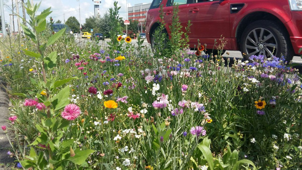 Bunte Blumen entlang der Mariazellerstraße