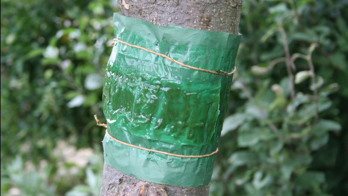 Grüner Leimring um Baum.