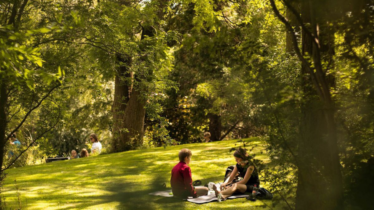 Menschen sitzen im Park unter hohen Bäumen.