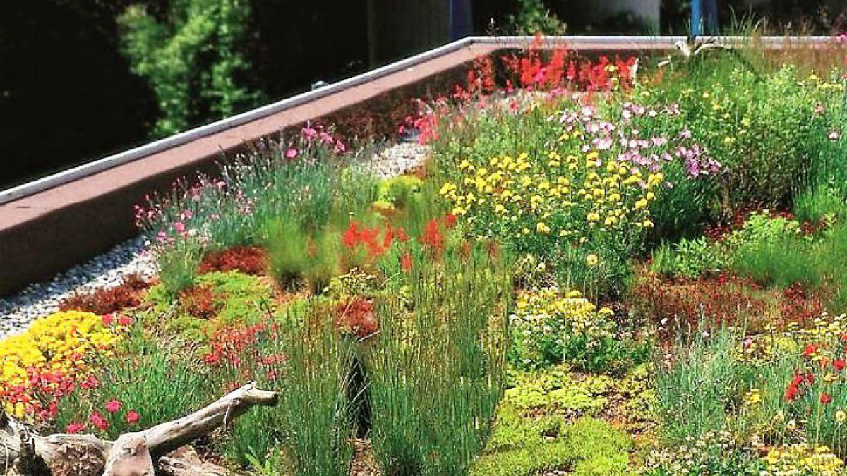 Bunte Blumenwiese auf dem Flachdach