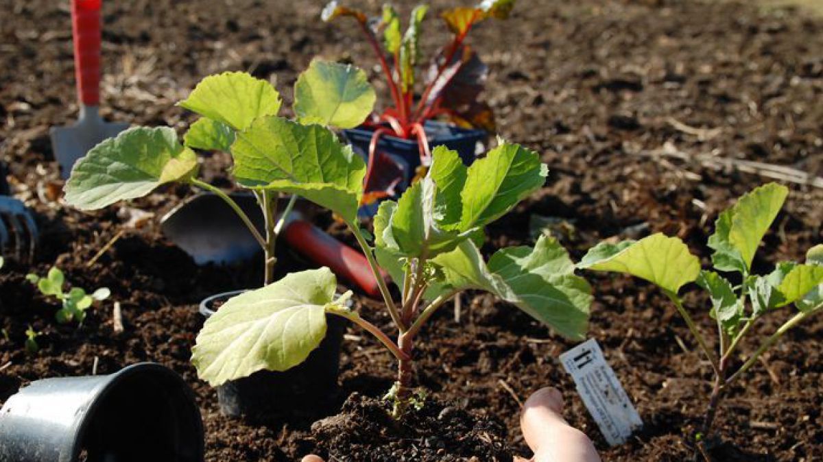 Jungpflanzen werden eingesetzt