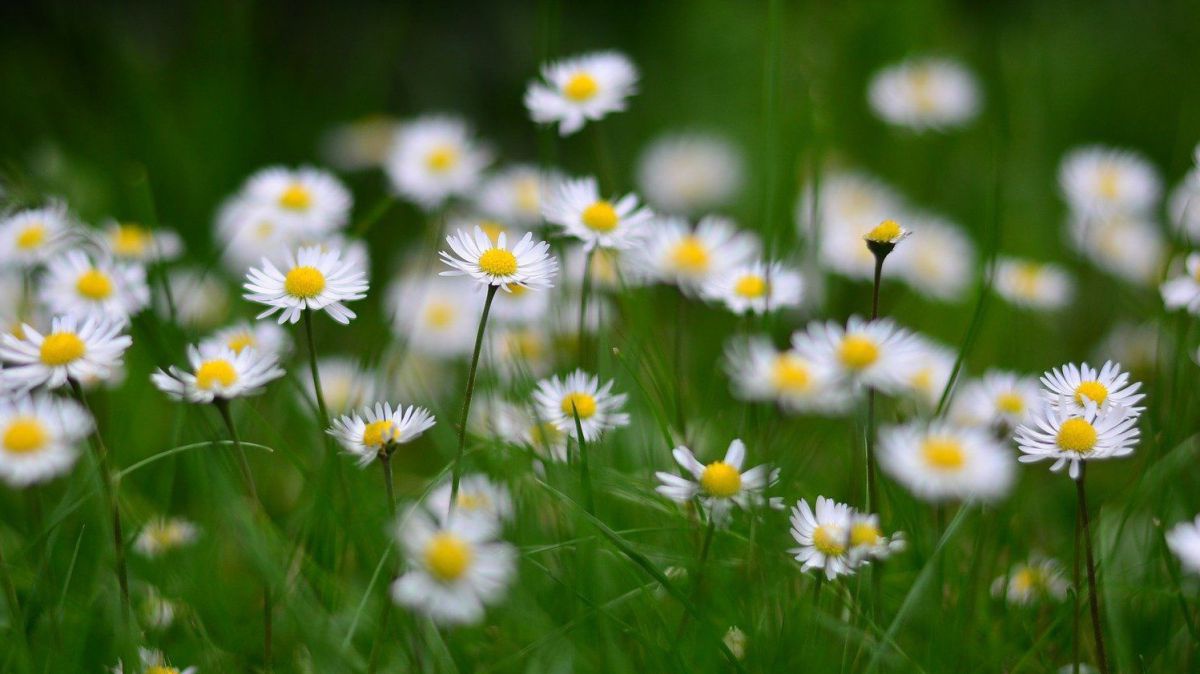 Gaenseblümchen in der Wiese.