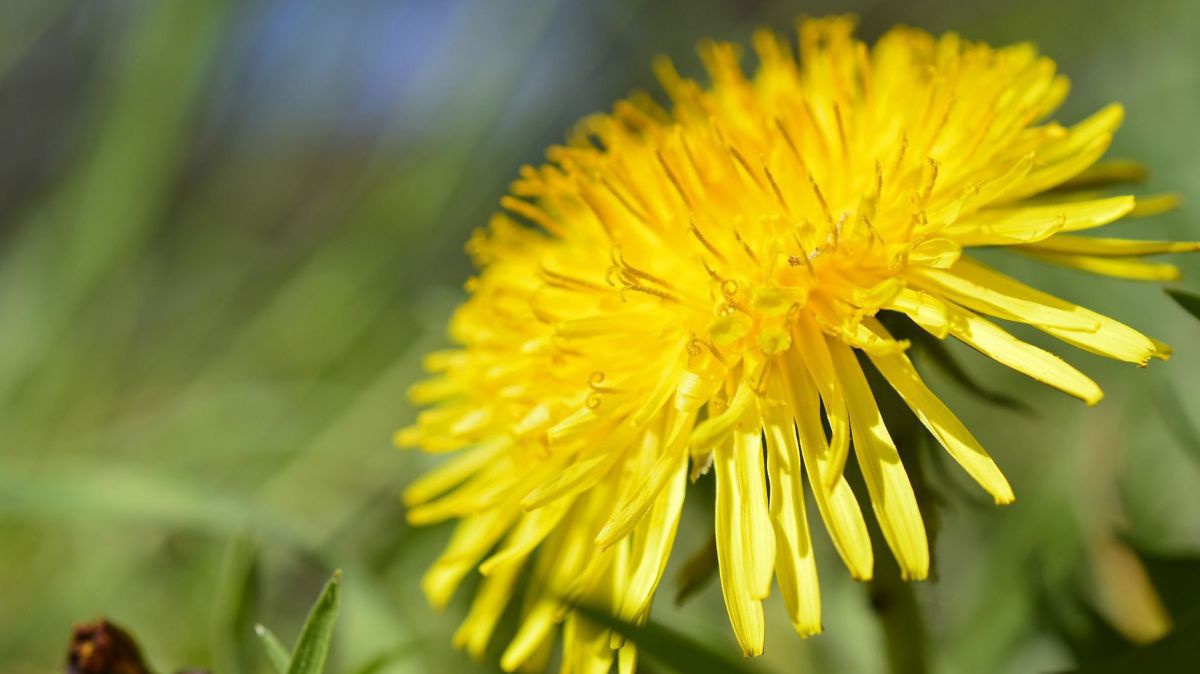 Löwenzahn-Blüte.