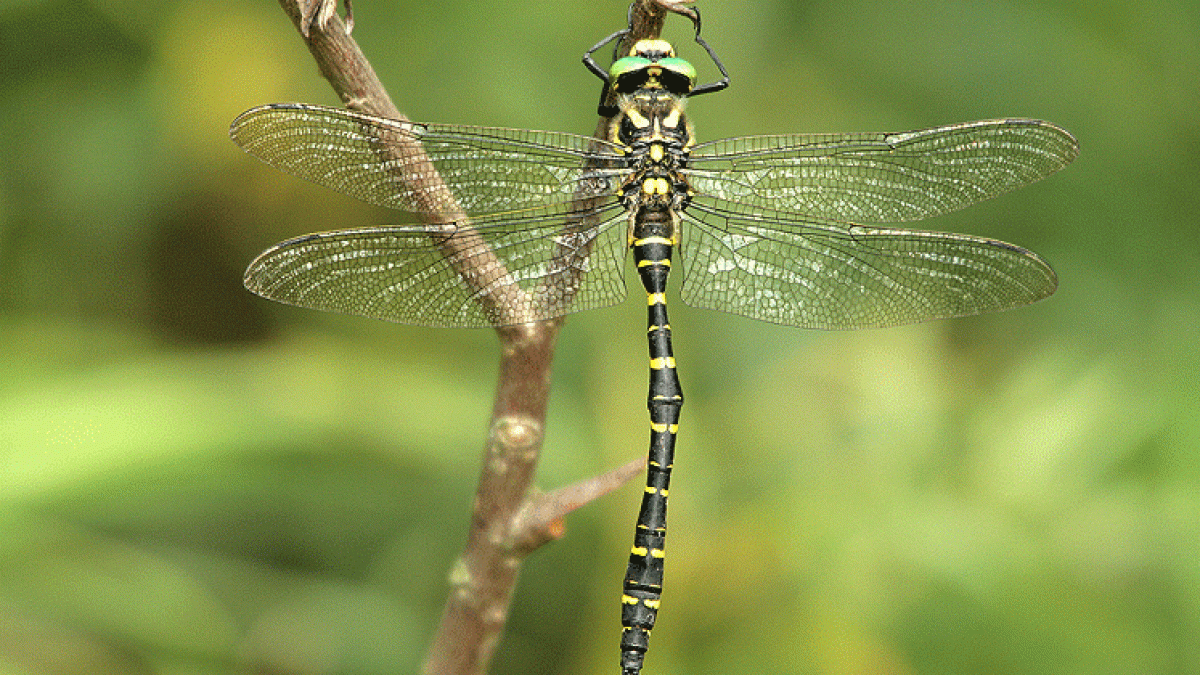 Libelle sitzt auf Ast.