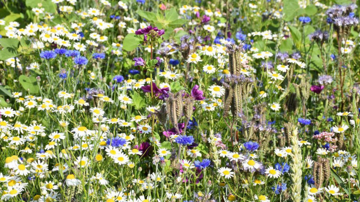 Eine bunte Blumenwiese.