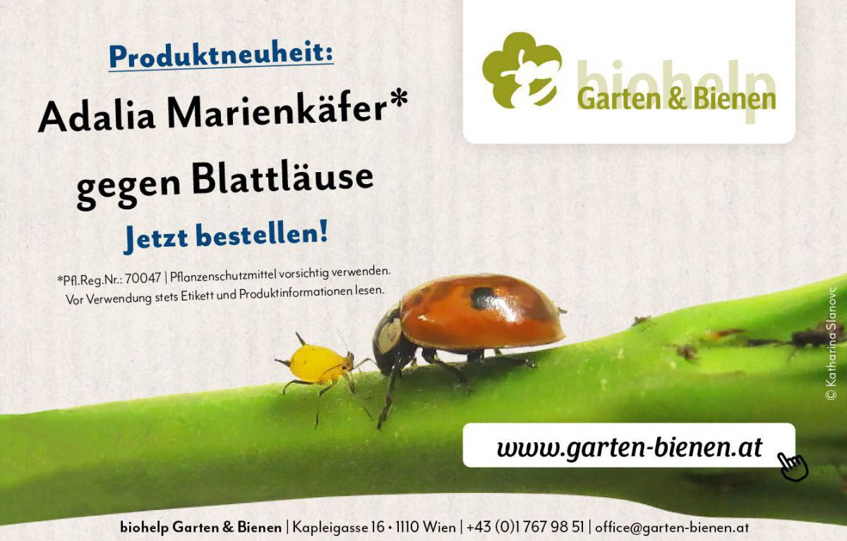 Woran erkennt man den Asiatischen Marienkäfer? - LEBENSART