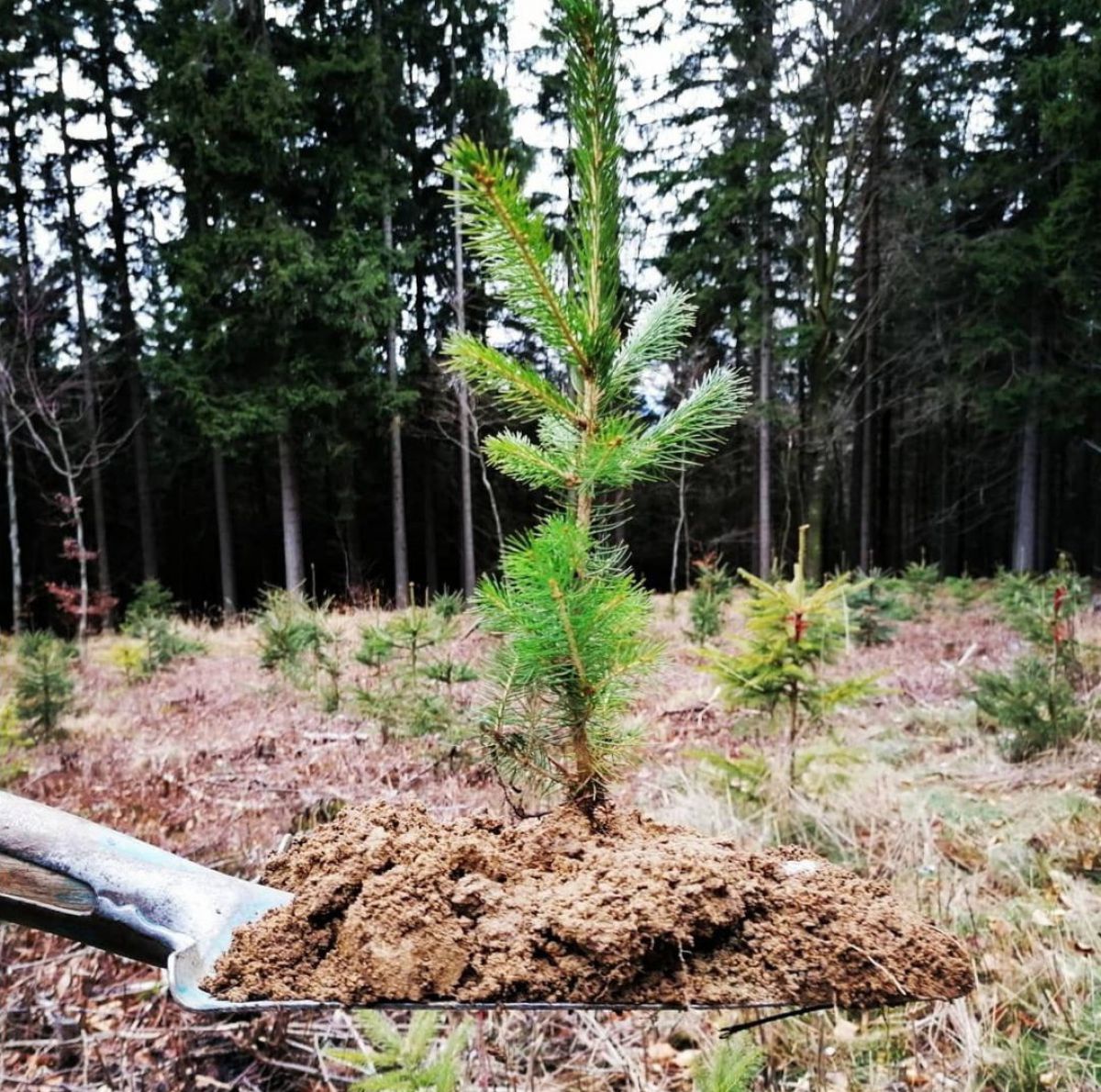 baum-ist-zukunft-c-fotowettbewerb_hluw_julia-ballwein-kopie