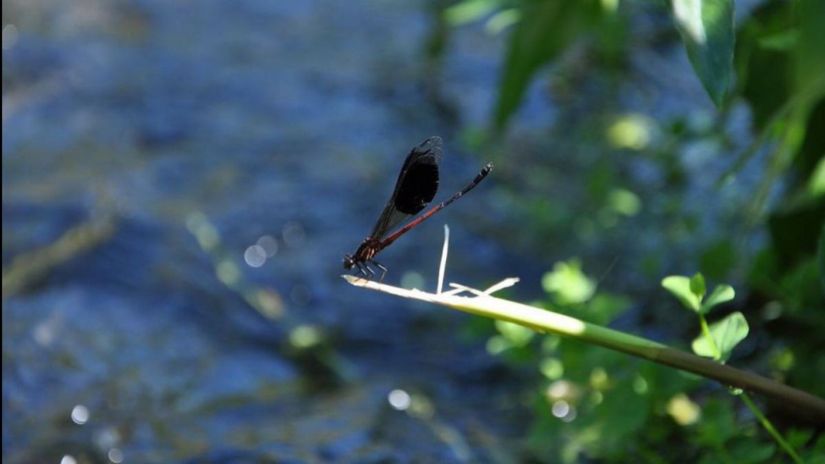 eine Kleinlibelle sitzt vor einem Fließgewässer auf einem Zweig